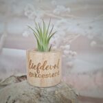 Luchtplantje 'liefdevol gekoesterd'