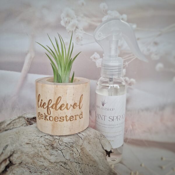 Luchtplantje'liefdevol gekoesterd' met airplantspray